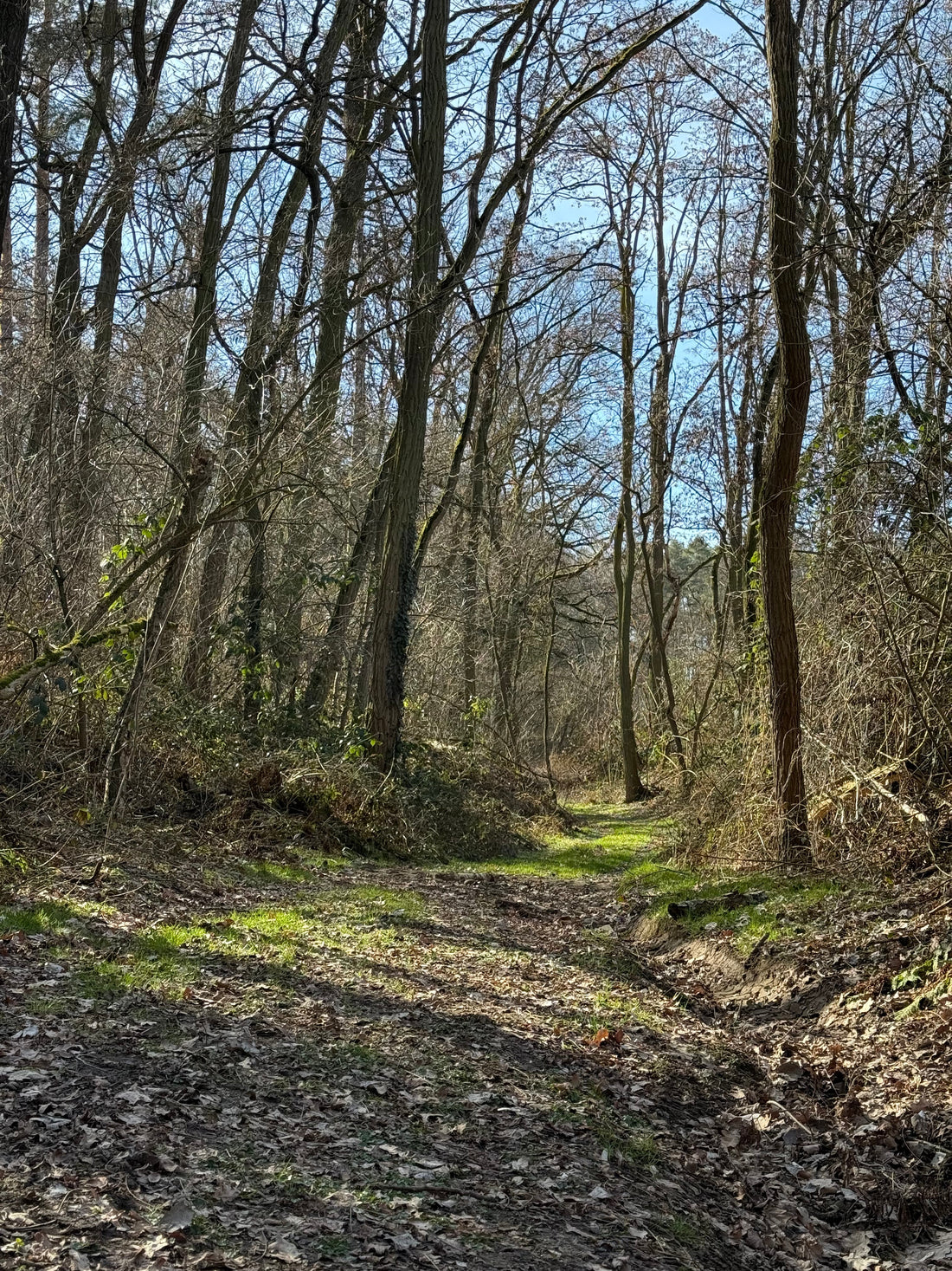 Trailrunning - Was ist das und warum überhaupt?